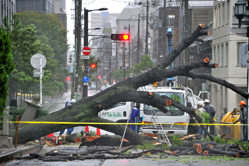 台風１７号の風雨で倒れ、道路をふさいだ街路樹