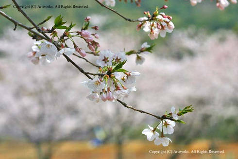 諫早文化会館中ホールの桜