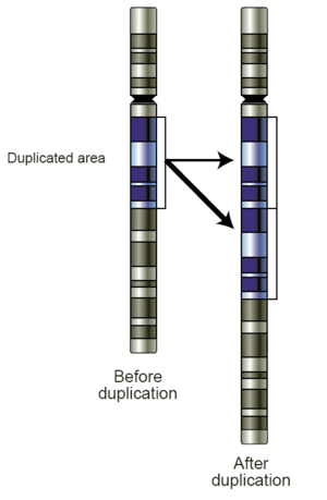 遺伝子重複前の染色体の模式図（左）と重複後（右）