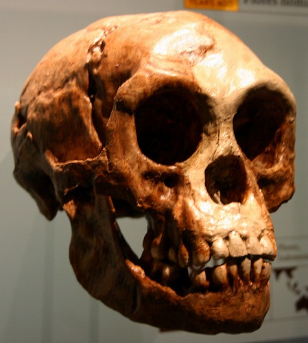ホモ・フローレシエンシスの頭骨