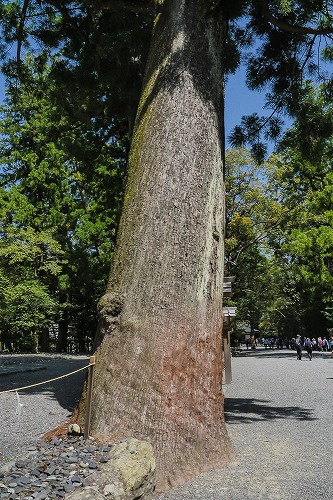 伊勢神宮の大木